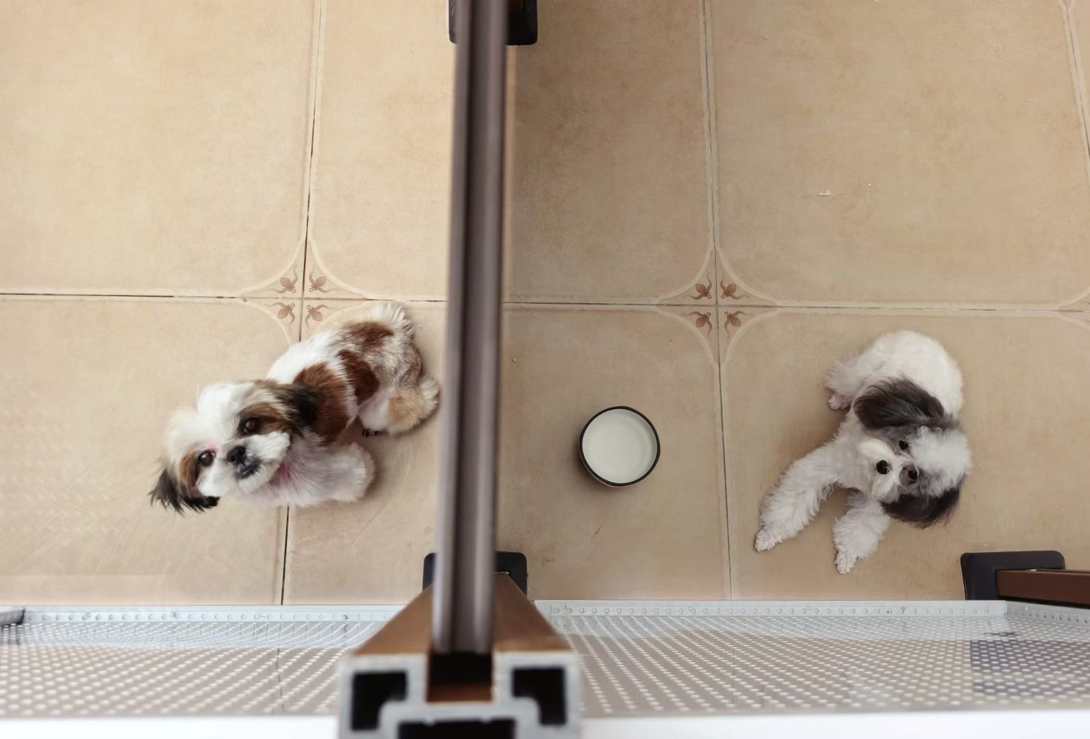 专业宠物寄宿服务