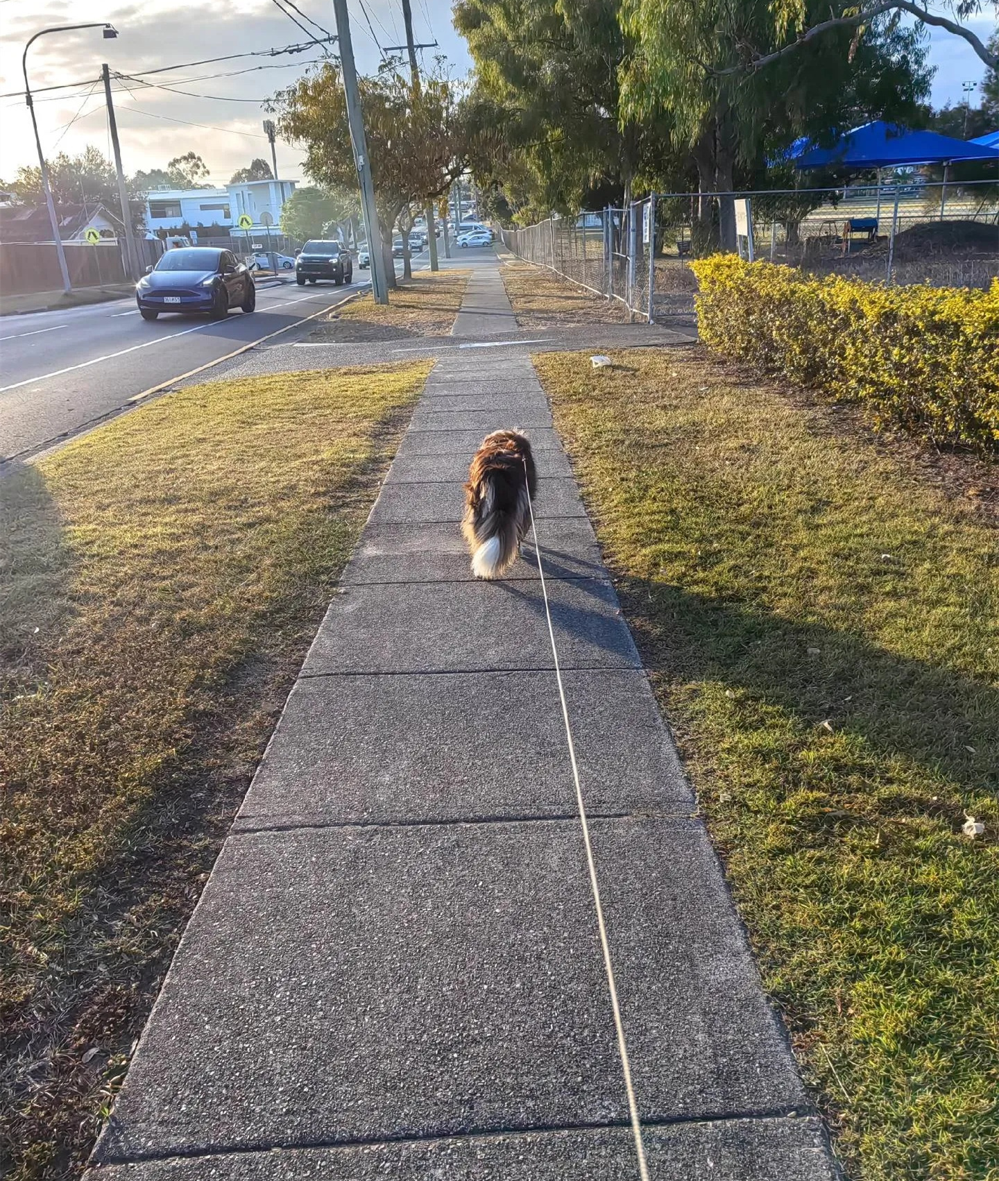 特殊需求代遛服务