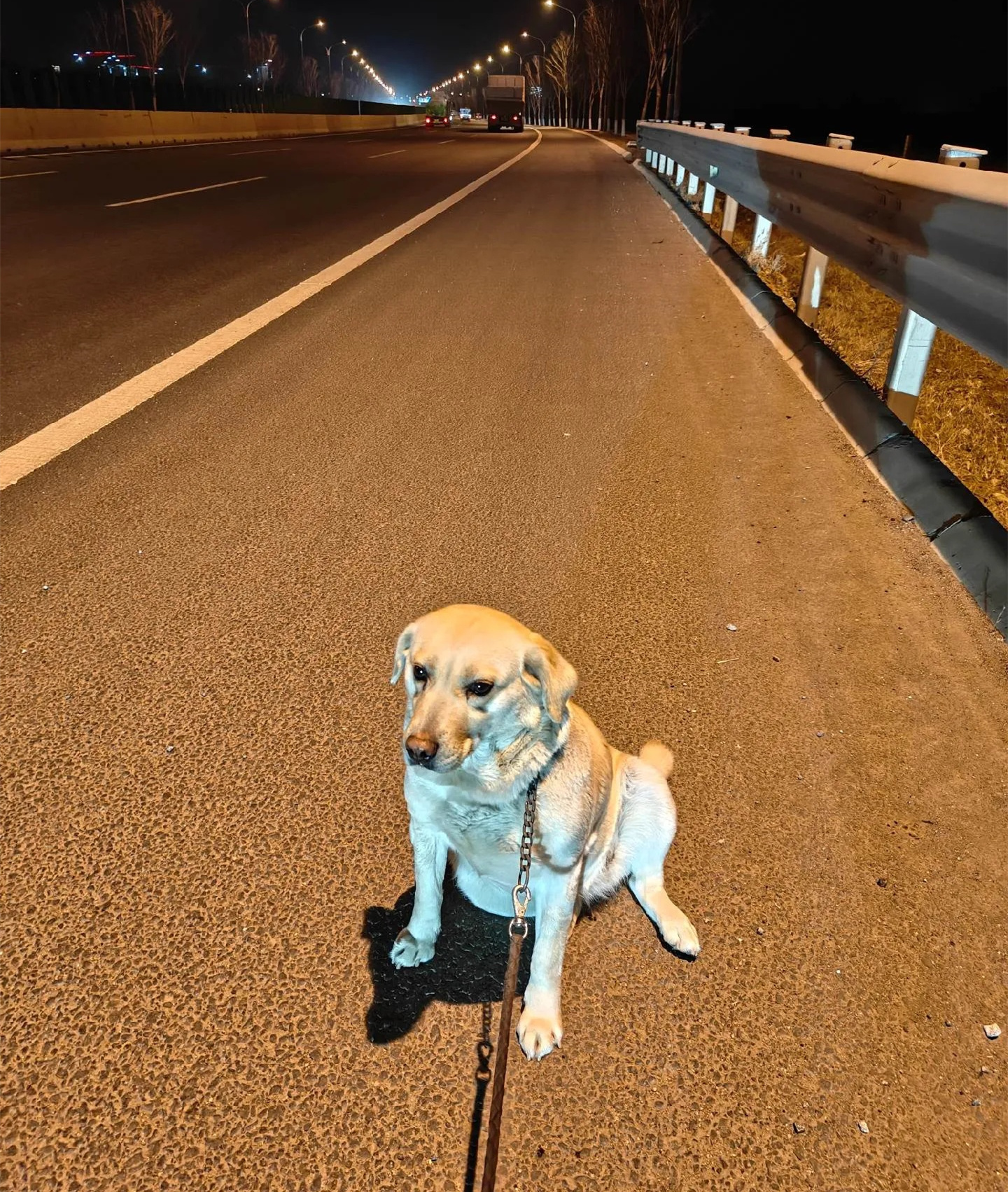 大型犬力量训练